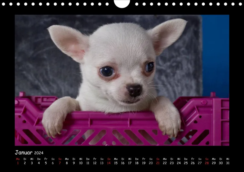 Chihuahua 2024 Din A4