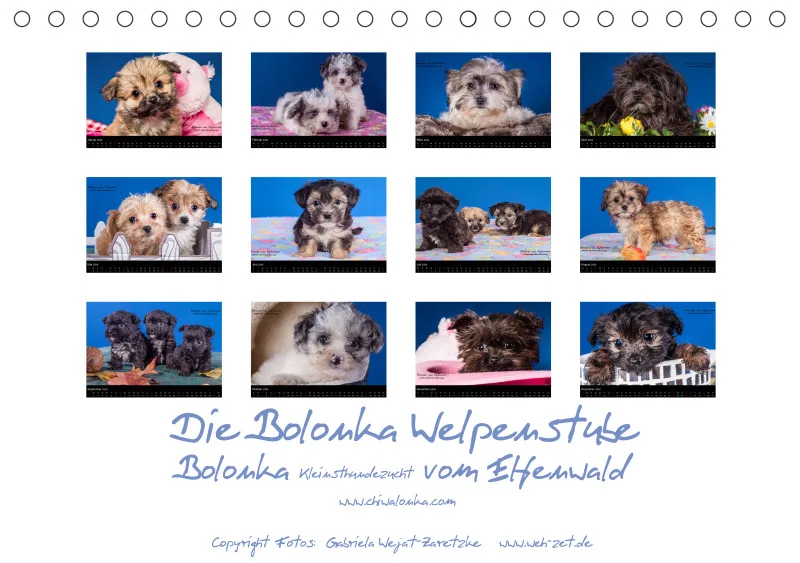 Bolonka Welpenstube vom Elfenwald 2024 A5 Tischkalender