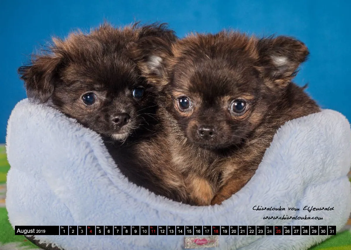 Chiwalonka® vom Elfenwald A4 Kalender 2019