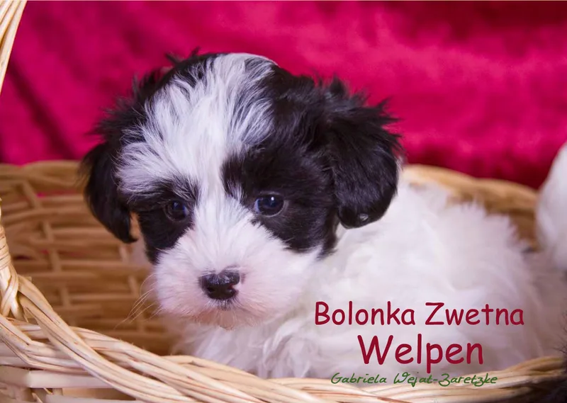Bolonka Zwetna Welpen A3 mit Index 2019