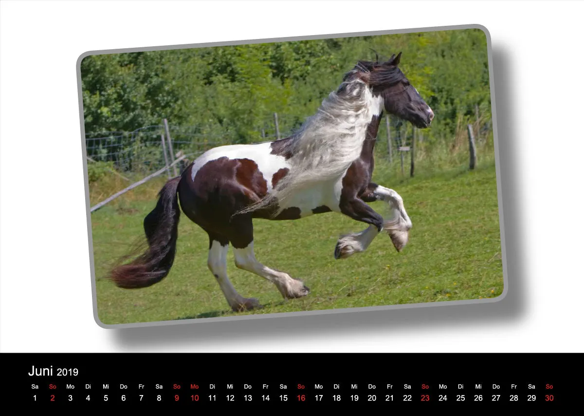 Tinker - Gypsy Horses A3 2019