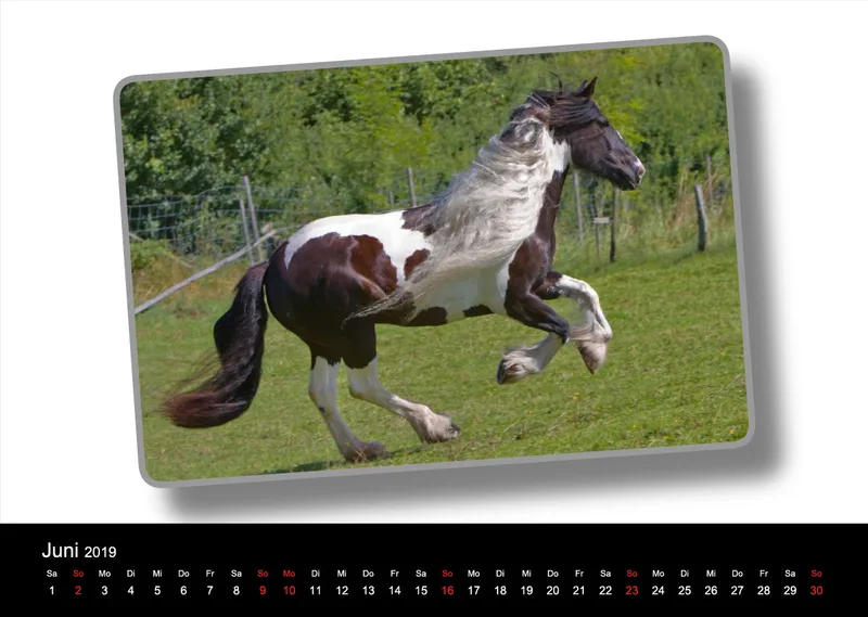 Tinker - Gypsy Horses A3 2019