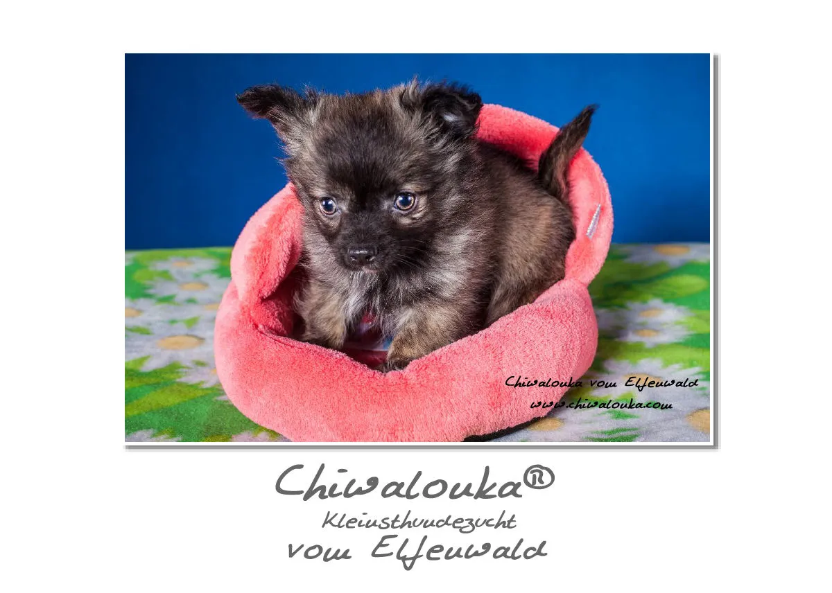 Chiwalonka® vom Elfenwald A5 Kalender 2019