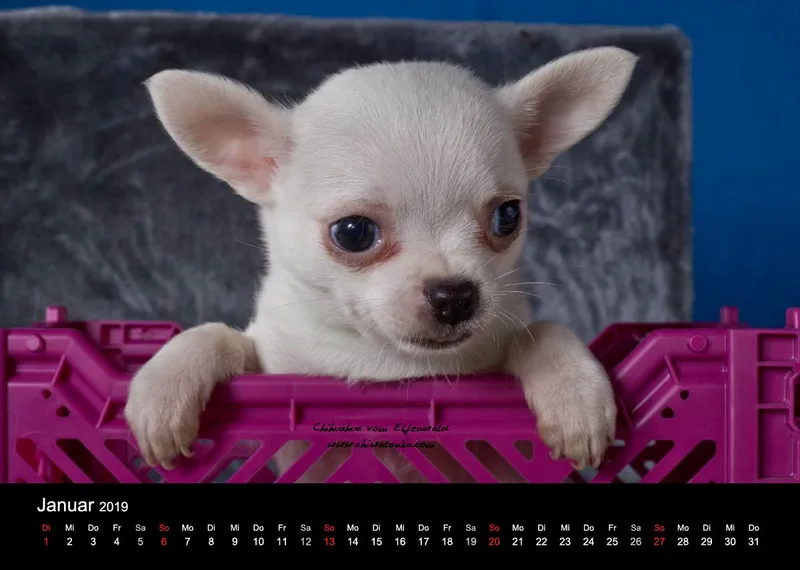 Chihuahua vom Elfenwald 2019 Din A4