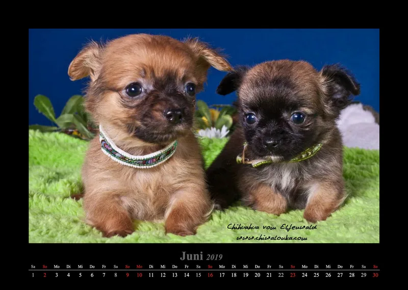 Chihuahua vom Elfenwald 2019 Din A3