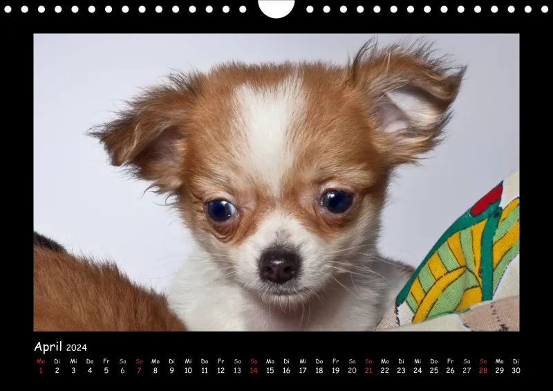 Chihuahua 2024 Din A4