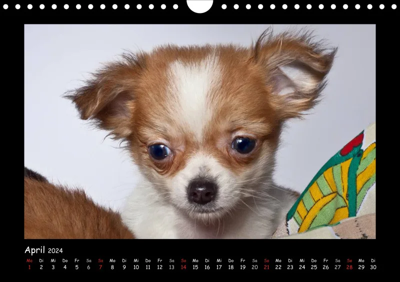 Chihuahua 2024 Din A4