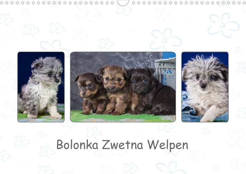 Bolonka Zwetna Welpen 2024 Din A3 mit Index