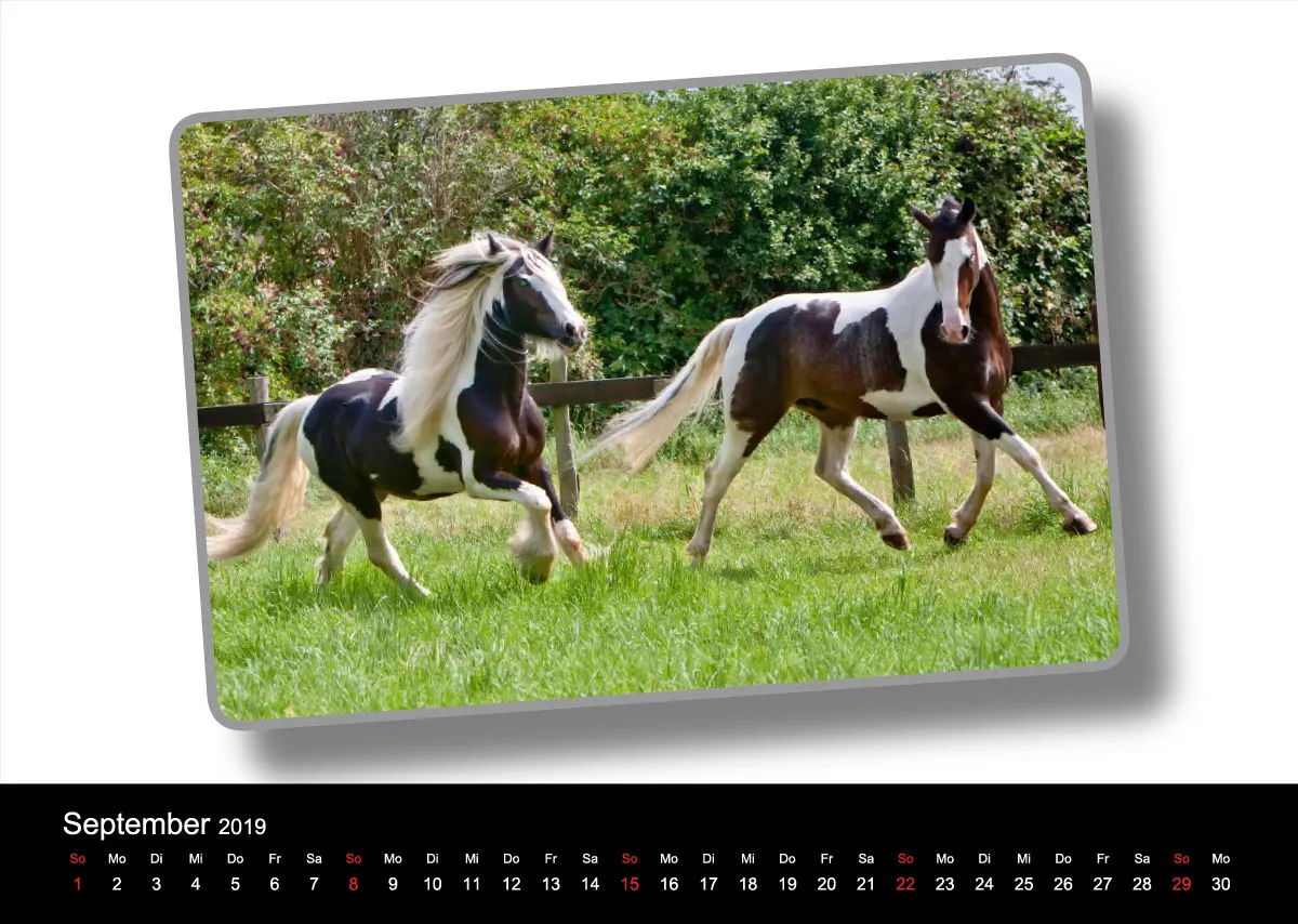 Tinker - Gypsy Horses A3 2019
