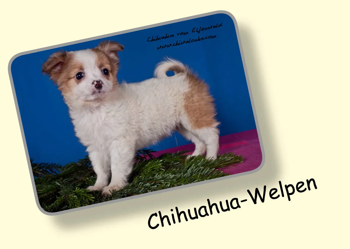 Chihuahua vom Elfenwald 2019 Din A3