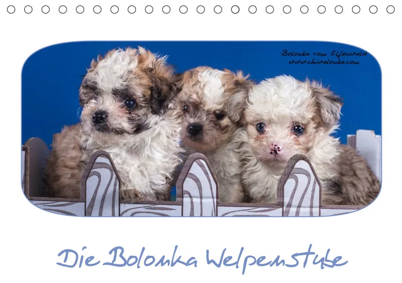 Bolonka Welpenstube vom Elfenwald 2024 A5 Tischkalender
