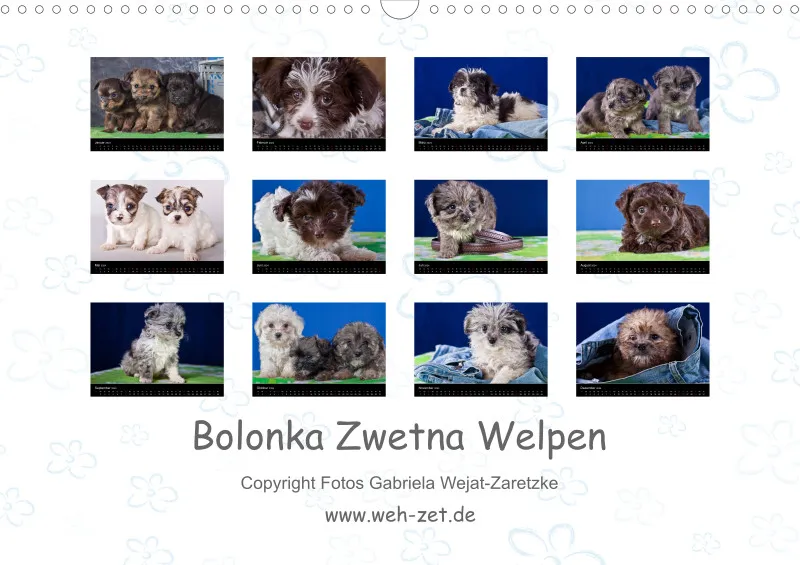 Bolonka Zwetna Welpen 2024 Din A3 mit Index