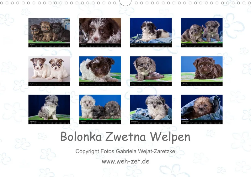 Bolonka Zwetna Welpen 2024 Din A3 mit Index