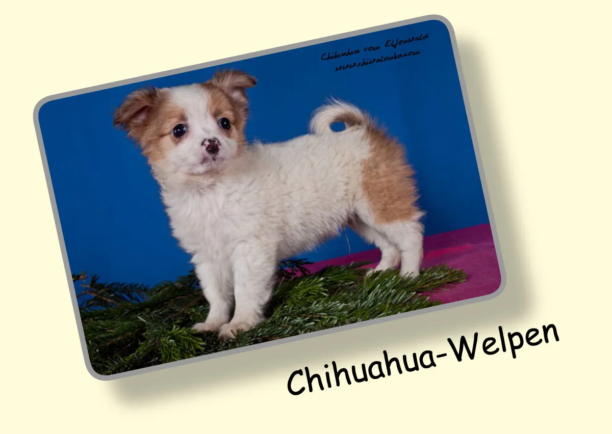 Chihuahua vom Elfenwald 2019 Din A2