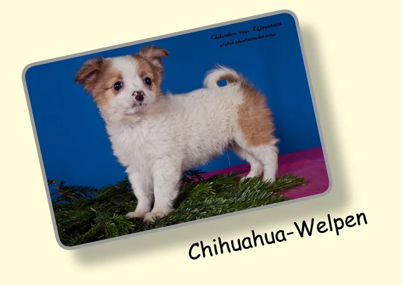 Chihuahua vom Elfenwald 2019 Din A2