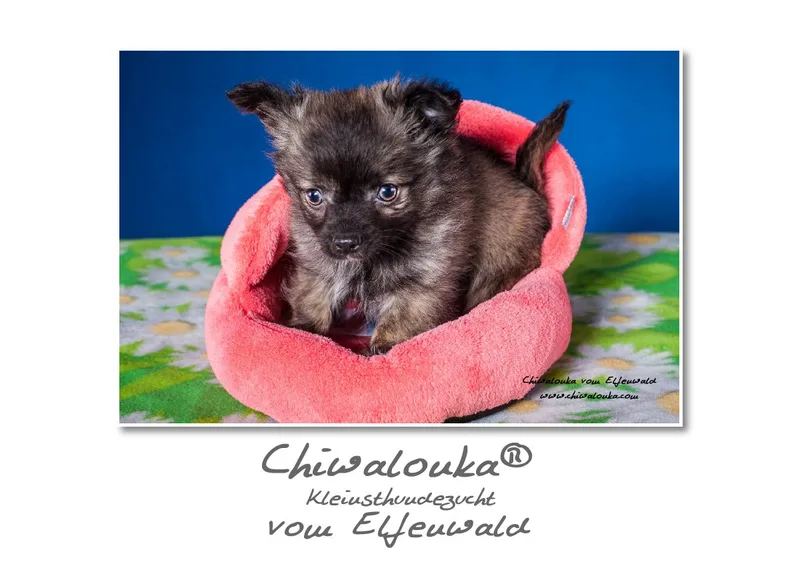 Chiwalonka® vom Elfenwald A2 Kalender 2019