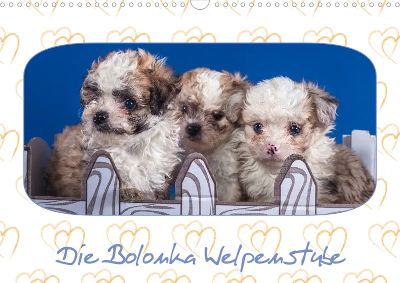 Die Bolonka Welpenstube 2024 DIN A3