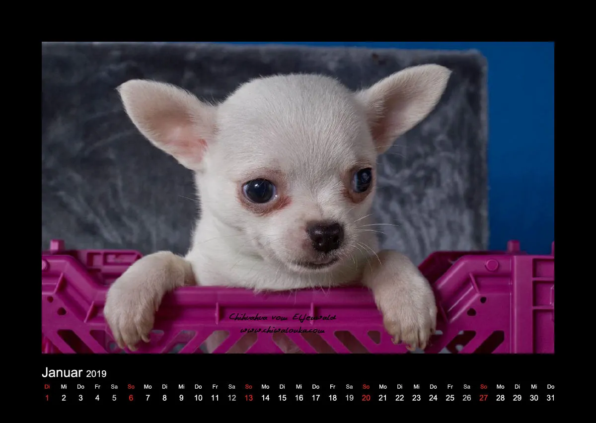 Chihuahua vom Elfenwald 2019 Din A2