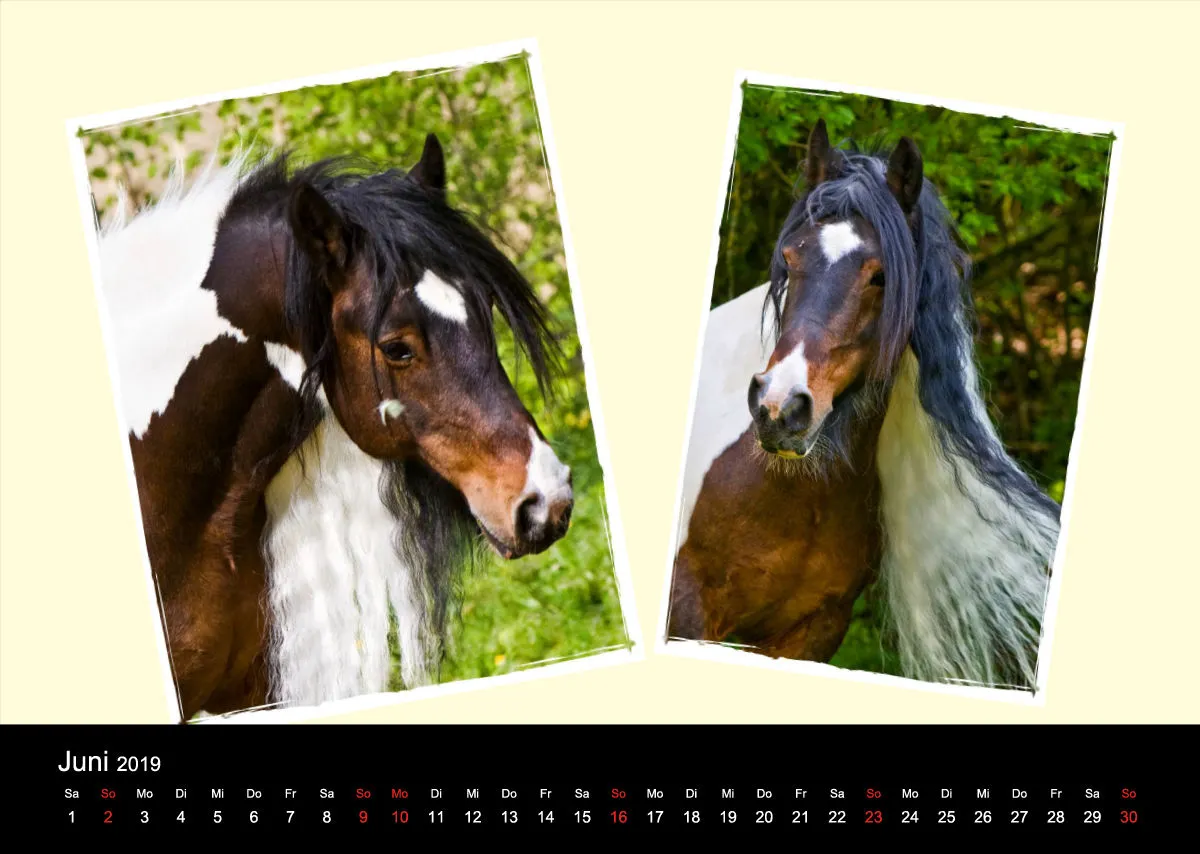 Gypsy Horses 2019