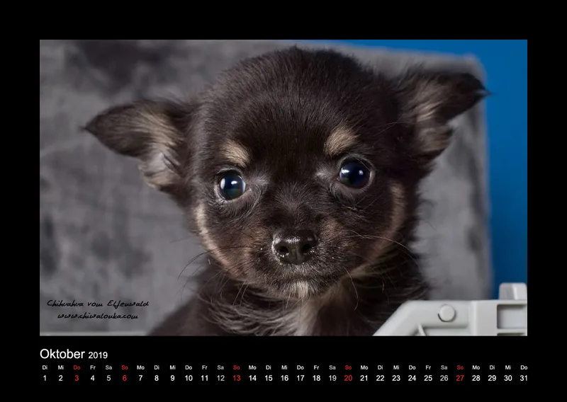Chihuahua vom Elfenwald 2019 Din A2