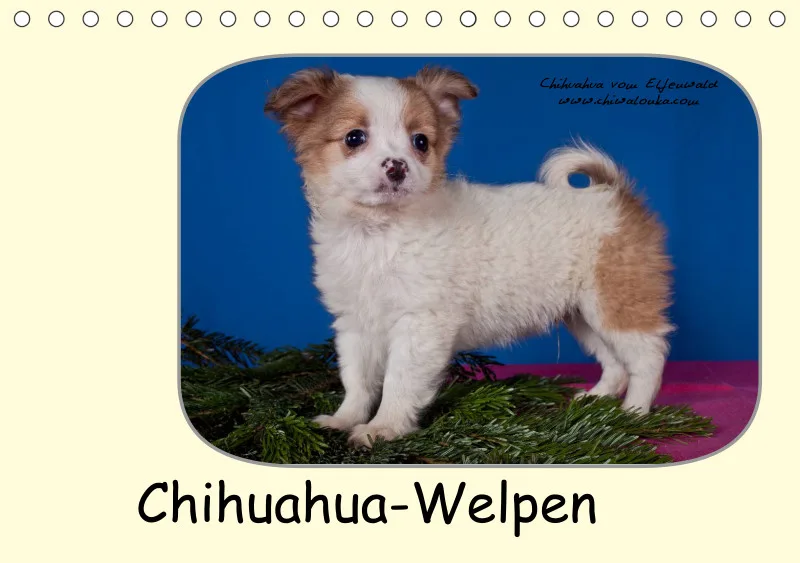 Chihuahua vom Elfenwald 2024 Din A5 Tischkalender
