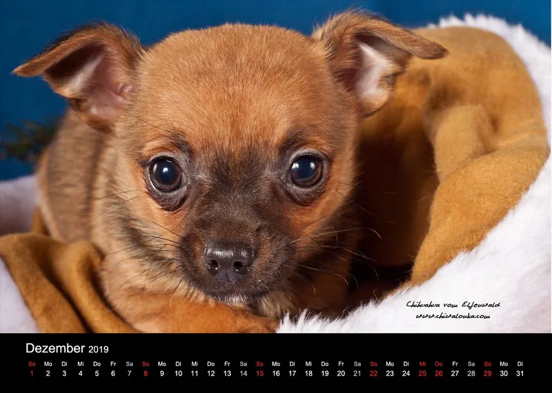 Chihuahua vom Elfenwald 2019 Din A4