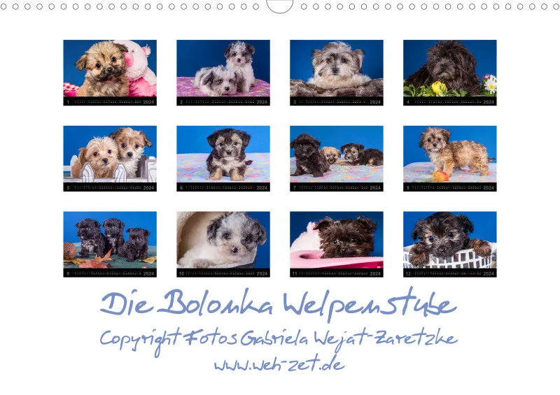 Die Bolonka Welpenstube 2024 DIN A3