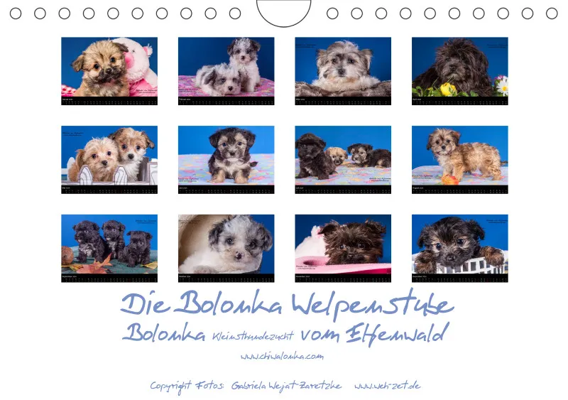 Bolonka Welpenstube vom Elfenwald 2024 A5
