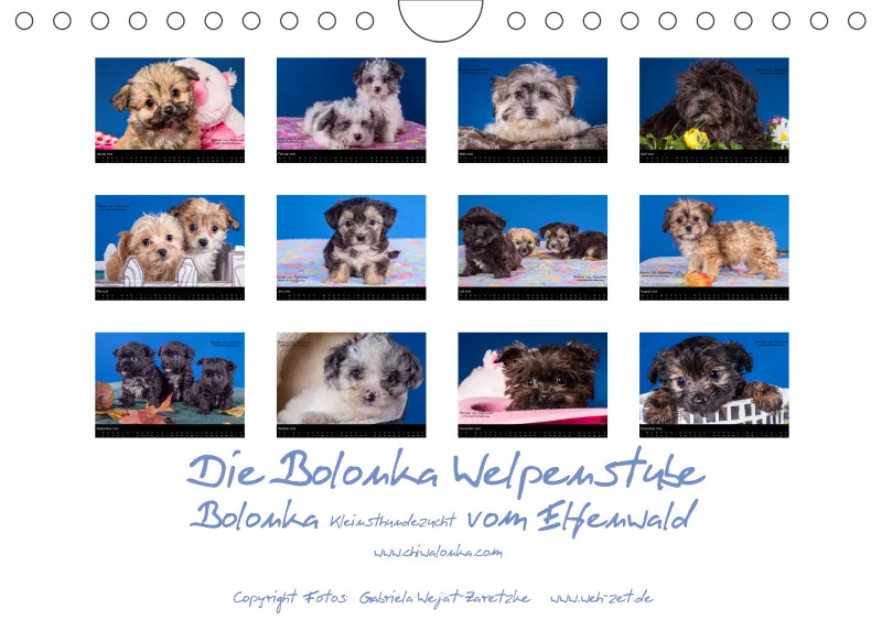Bolonka Welpenstube vom Elfenwald 2024 A5
