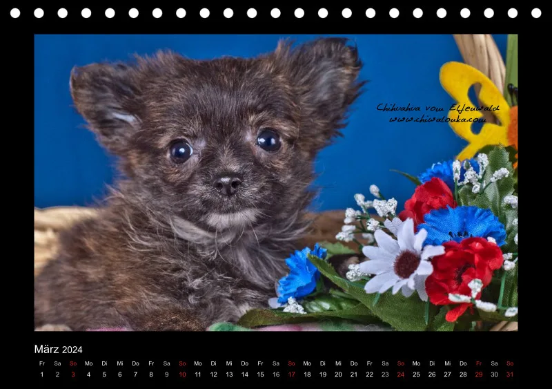 Chihuahua vom Elfenwald 2024 Din A5 Tischkalender