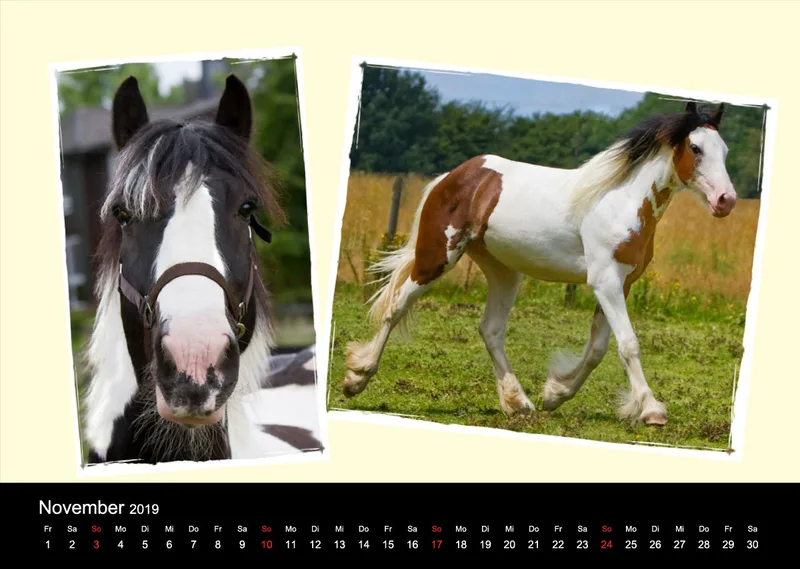 Gypsy Horses 2019