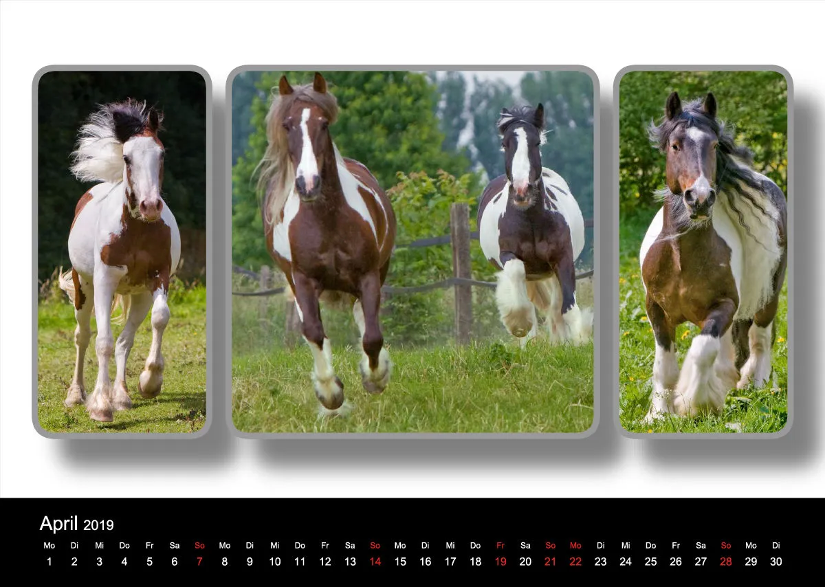 Tinker - Gypsy Horses A3 2019