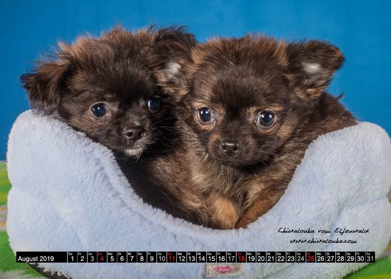 Chiwalonka® vom Elfenwald A5 Kalender 2019