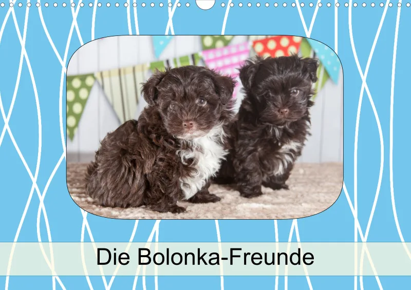 Bolonka-Freunde 2024