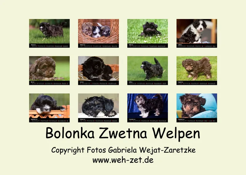 Bolonka Zwetna Welpen A3 mit Index 2019