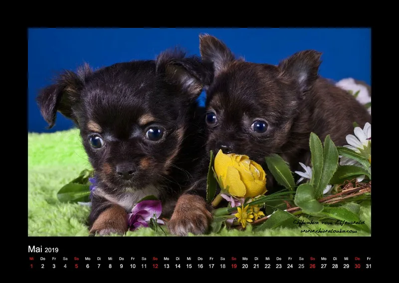 Chihuahua vom Elfenwald 2019 Din A2