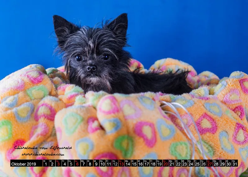 Chiwalonka® vom Elfenwald A5 Kalender 2019
