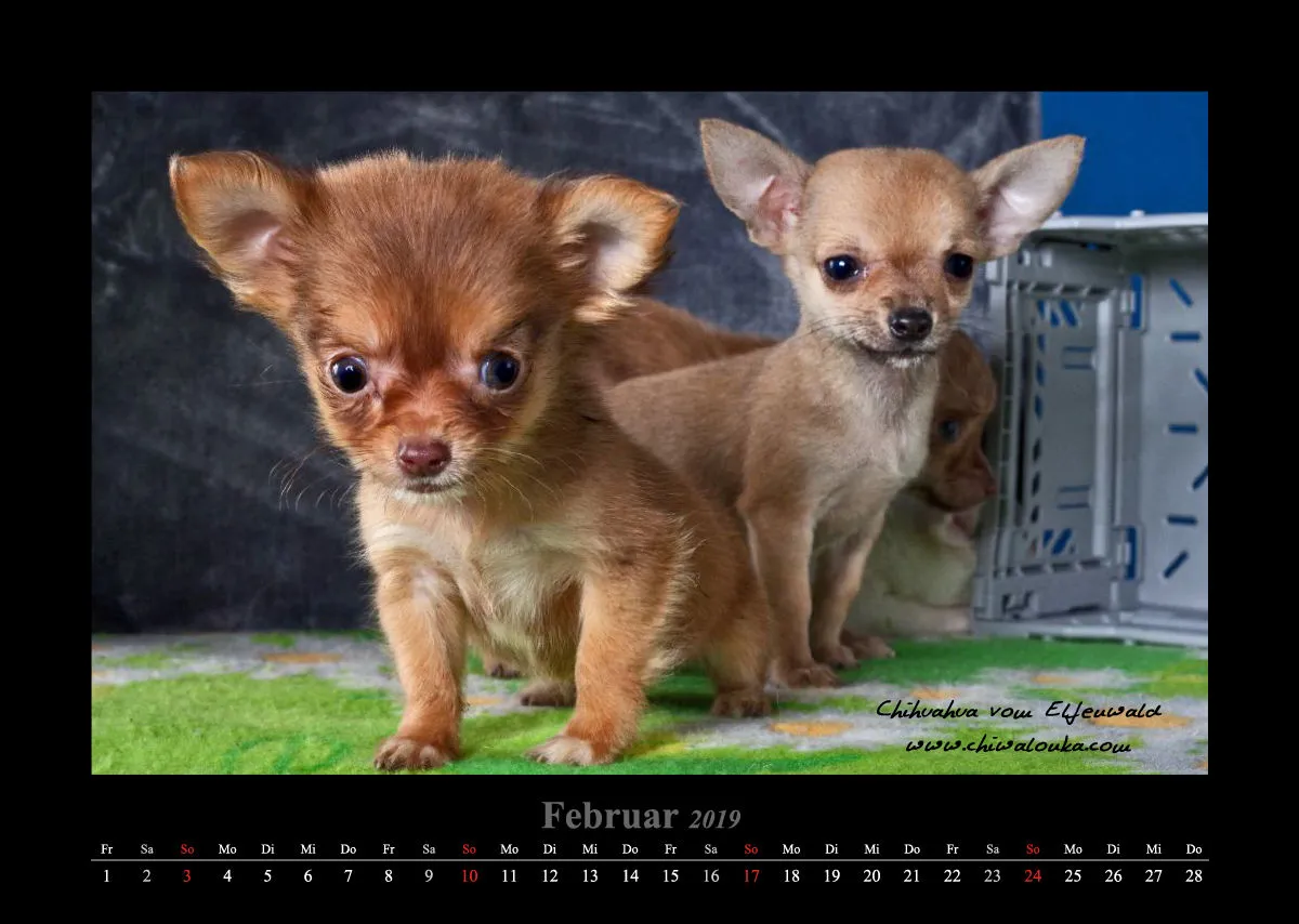 Chihuahua vom Elfenwald 2019 Din A3