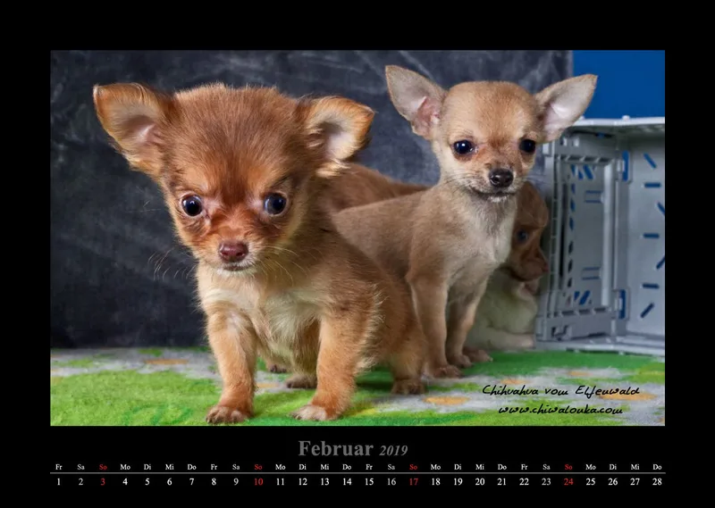 Chihuahua vom Elfenwald 2019 Din A3