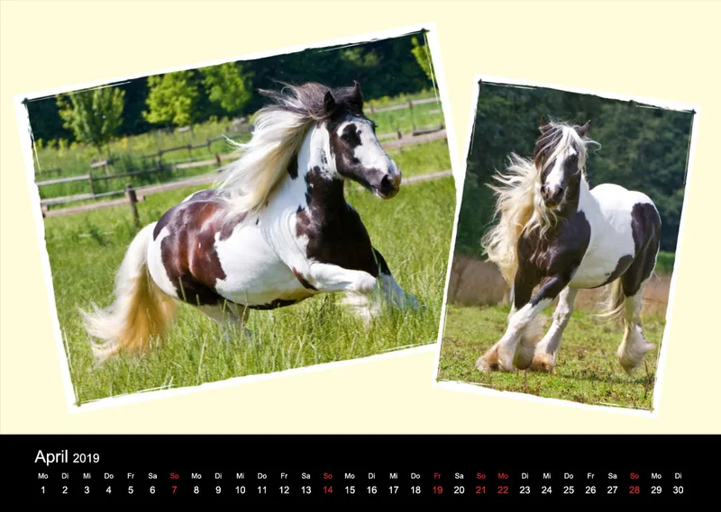 Gypsy Horses 2019