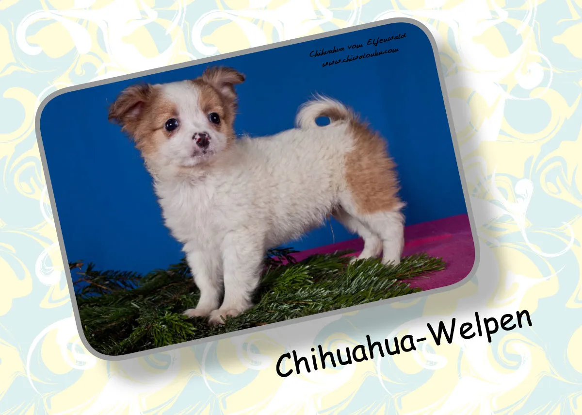 Chihuahua vom Elfenwald 2019 Din A4