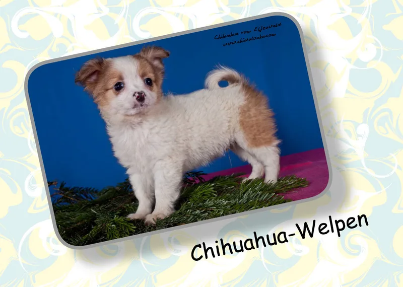 Chihuahua vom Elfenwald 2019 Din A4