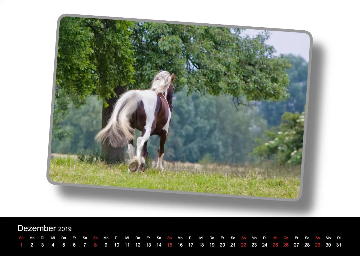 Tinker - Gypsy Horses A3 2019