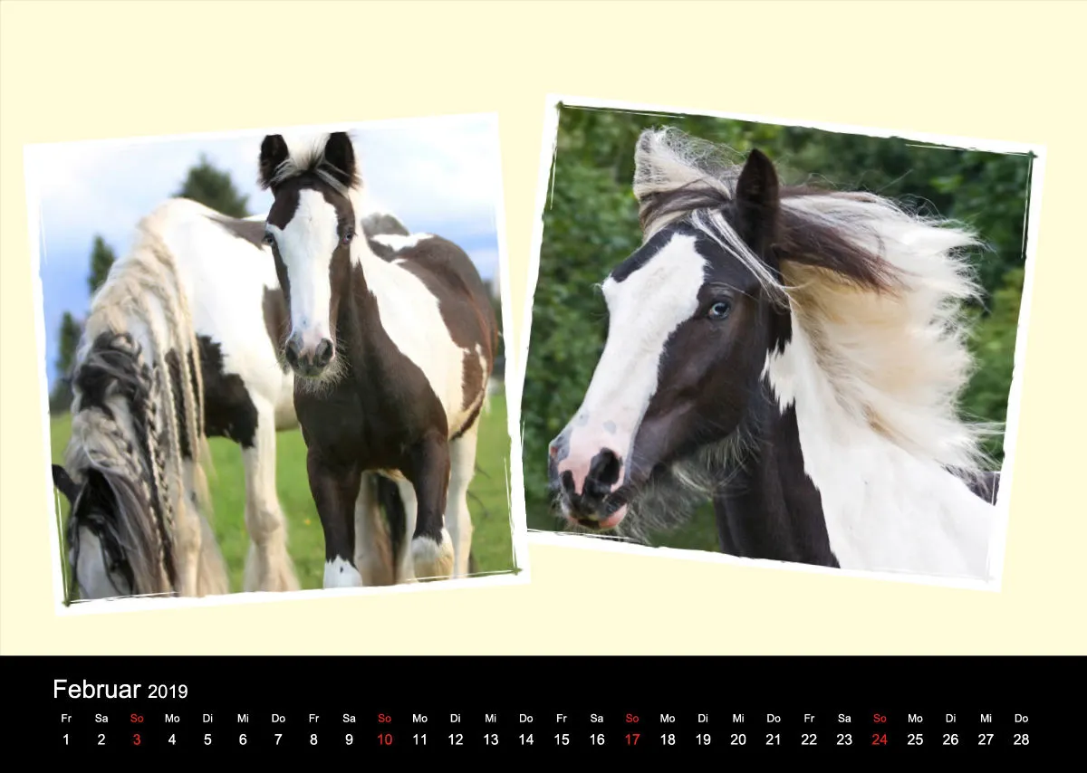 Gypsy Horses 2019