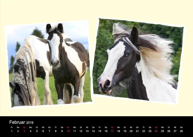 Gypsy Horses 2019