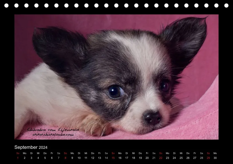 Chihuahua vom Elfenwald 2024 Din A5 Tischkalender