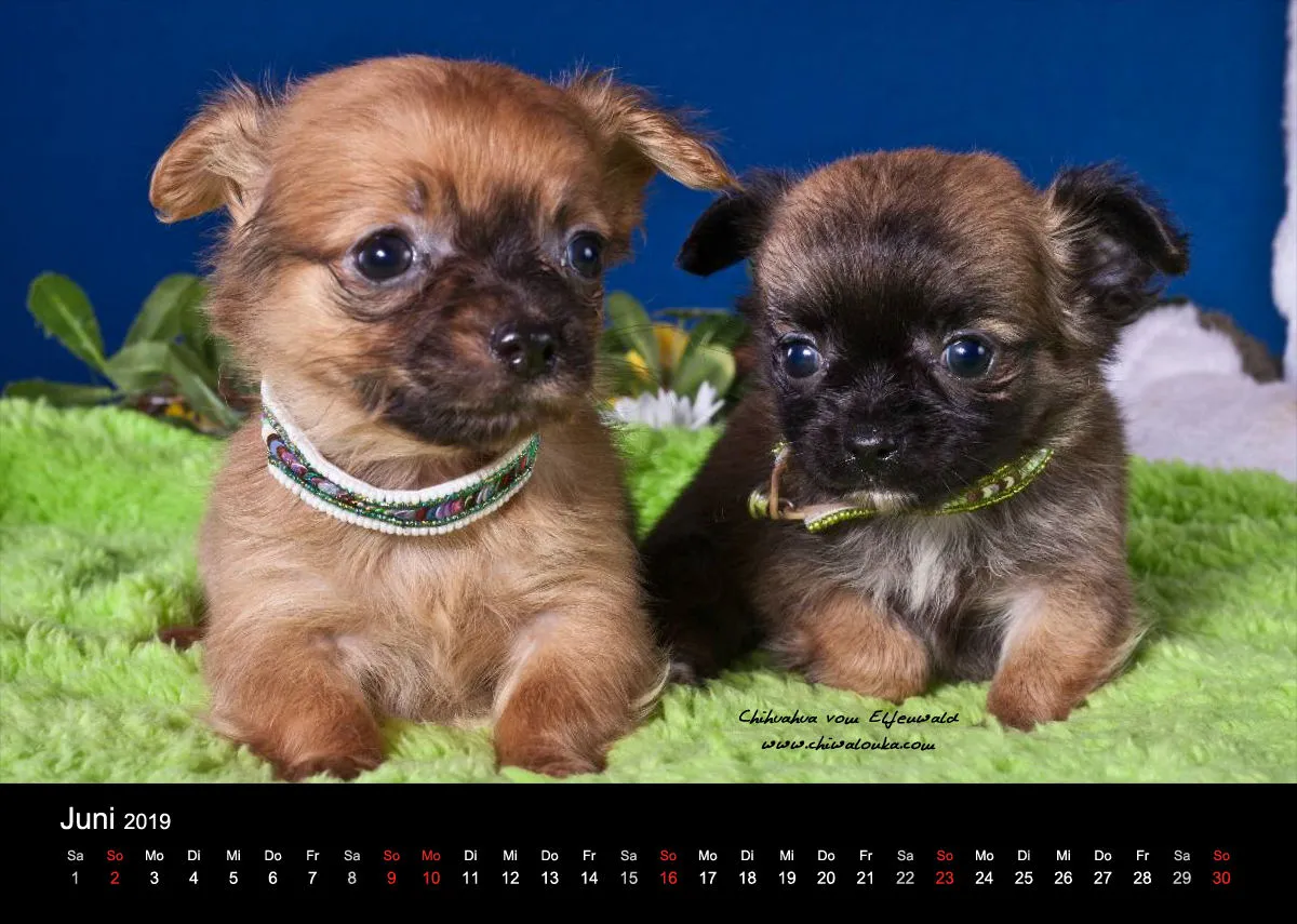 Chihuahua vom Elfenwald 2019 Din A4