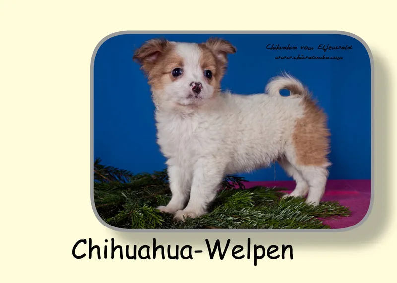 Chihuahua vom Elfenwald 2019 Din A5