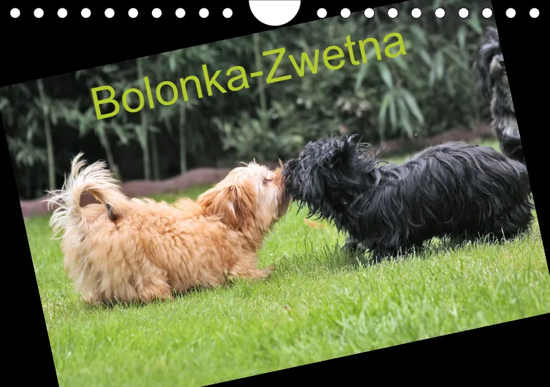 Bolonka Zwetna A5 2024