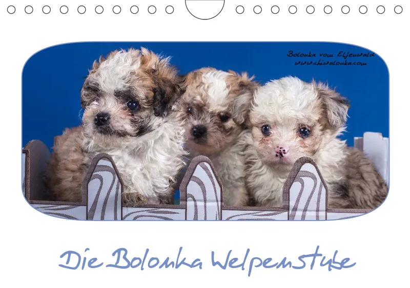 Bolonka Welpenstube vom Elfenwald 2024 A5